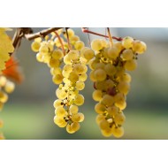 Domaine Clemens Busch Riesling "vom roten Schiefer" 2014  Magnum 1.5L