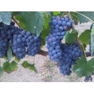 Domaine Casal dos Jordoes  Porto Fine Tawny 