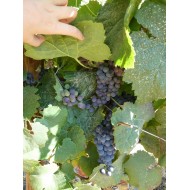 Domaine Casal dos Jordoes  Porto Fine Tawny 